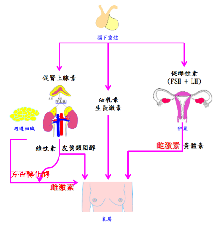 hormone and breast